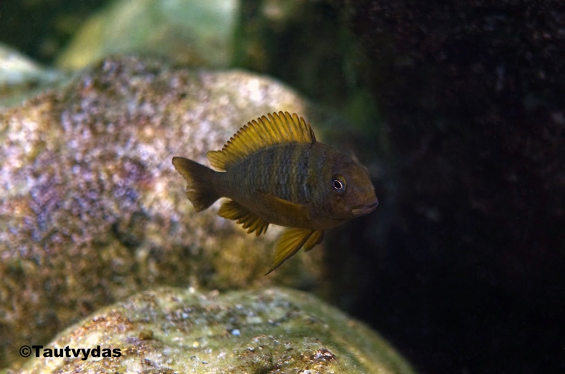 Tropheus sp. 'kipili' Nkondwe Island